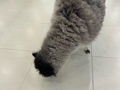 -安格丽娜·狗咖·猫咖羊驼咖(春熙路百盛商场店)