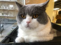 -猫和宫(六道口店)