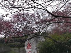 -重庆彩云湖湿地公园