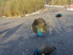 -西霞口神雕山野生动物世界