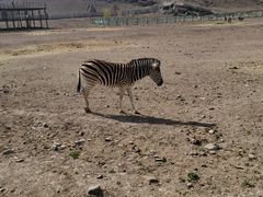 -新疆天山野生动物园