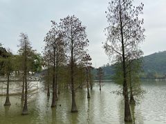 -顺峰山公园