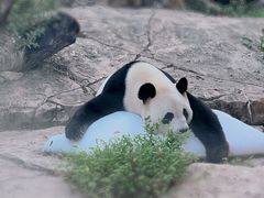 -广州长隆野生动物世界