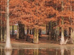 -白鹭湾湿地公园