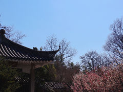 -南京古林公园