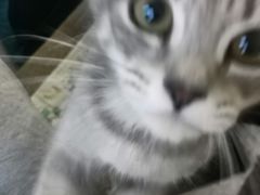-楼上猫咖(罗湖店)