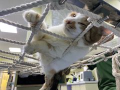 -瑞鹏宠物医院·爱宠堂(环西分院)