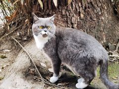 -西园寺