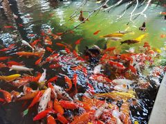 -南宫五洲植物乐园