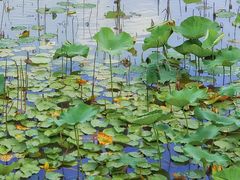 -八大山人梅湖景区