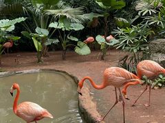-海南热带野生动植物园