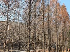 -白水寺森林公园