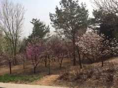 iphone_upload_pic-北京鹫峰国家森林公园