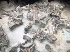 -自贡恐龙博物馆