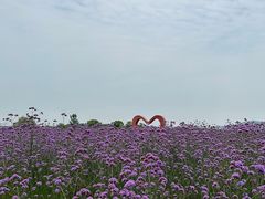 -西京湾花海