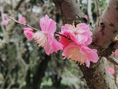 -无锡梅园公园