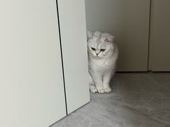 -艾吉宠物医院·疑难杂症转诊中心·猫友好(碧江路院)