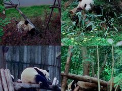 -成都大熊猫繁育研究基地
