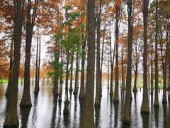 -上海海湾国家森林公园