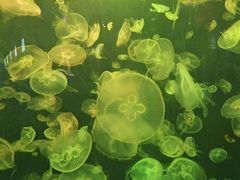 -海合安青岛极地海洋公园