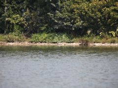 -海珠湖公园