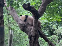 -都江堰中华大熊猫苑