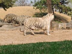 -北京野生动物园
