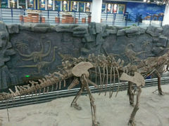 android_upload_pic-吉林省自然博物馆