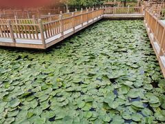 -五缘湾湿地公园