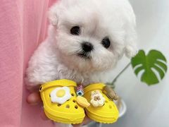 -萌宠之家·腊肠犬·马尔泰·小体犬舍