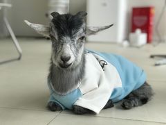 -怪兽屋·羊驼·猫咖·狗咖(俊华广场店)