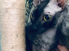 -猫小院猫主题餐厅(三里屯店)