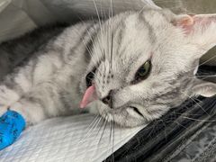 -纳吉亚猫专科动物诊疗中心(蒋宅口分院)