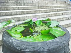 -深圳仙湖植物园