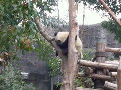 -成都大熊猫繁育研究基地