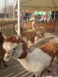 -萌宠亲子动物乐园(槐房万达店)