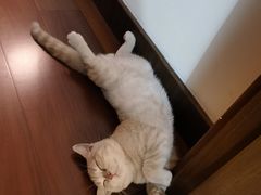 -东方名猫馆·英短金渐层布偶猫舍(环线广场1号楼店)