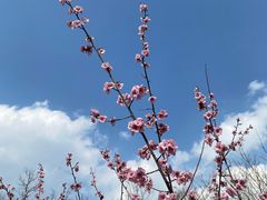 -白塘生态植物园