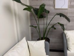 点击看大图 -凡碧诗毛孔清洁收细