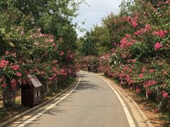 -武汉紫薇都市田园