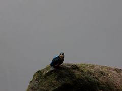 -重庆彩云湖湿地公园
