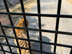 -深圳野生动物园