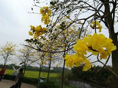 -天适樱花悠乐园