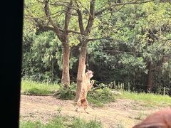 -杭州野生动物世界