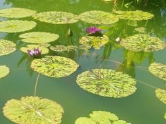 -莲花池公园