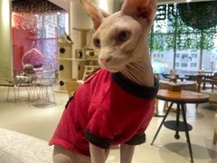 -藏猫猫咖啡主题馆(中央大道店)