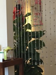 -净妍美肌专业净毛嫩肤连锁机构