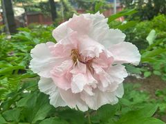 -北京市劳动人民文化宫(太庙)