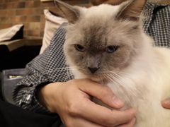 -more than meow吴止猫主题餐厅(承德 中船汇店)