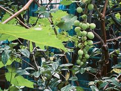 -大妙火锅·非物质文化遗产(东湖公园店)